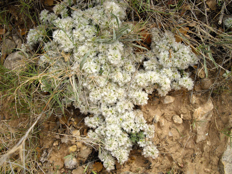Paronychia aretioides en fleurs dans les éboulis calcaires du sud-est de l'Espagne